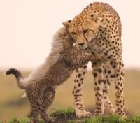 Cheetah Cub whispers to his Mom